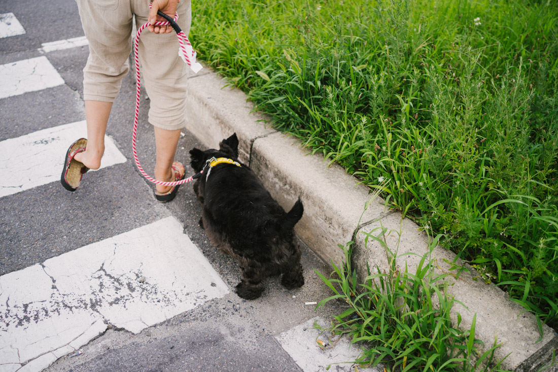 There are definitely more doggies out with their owners in Kyoto than in Tokyo, probably because houses are bigger and it's just easier to walk them around. 